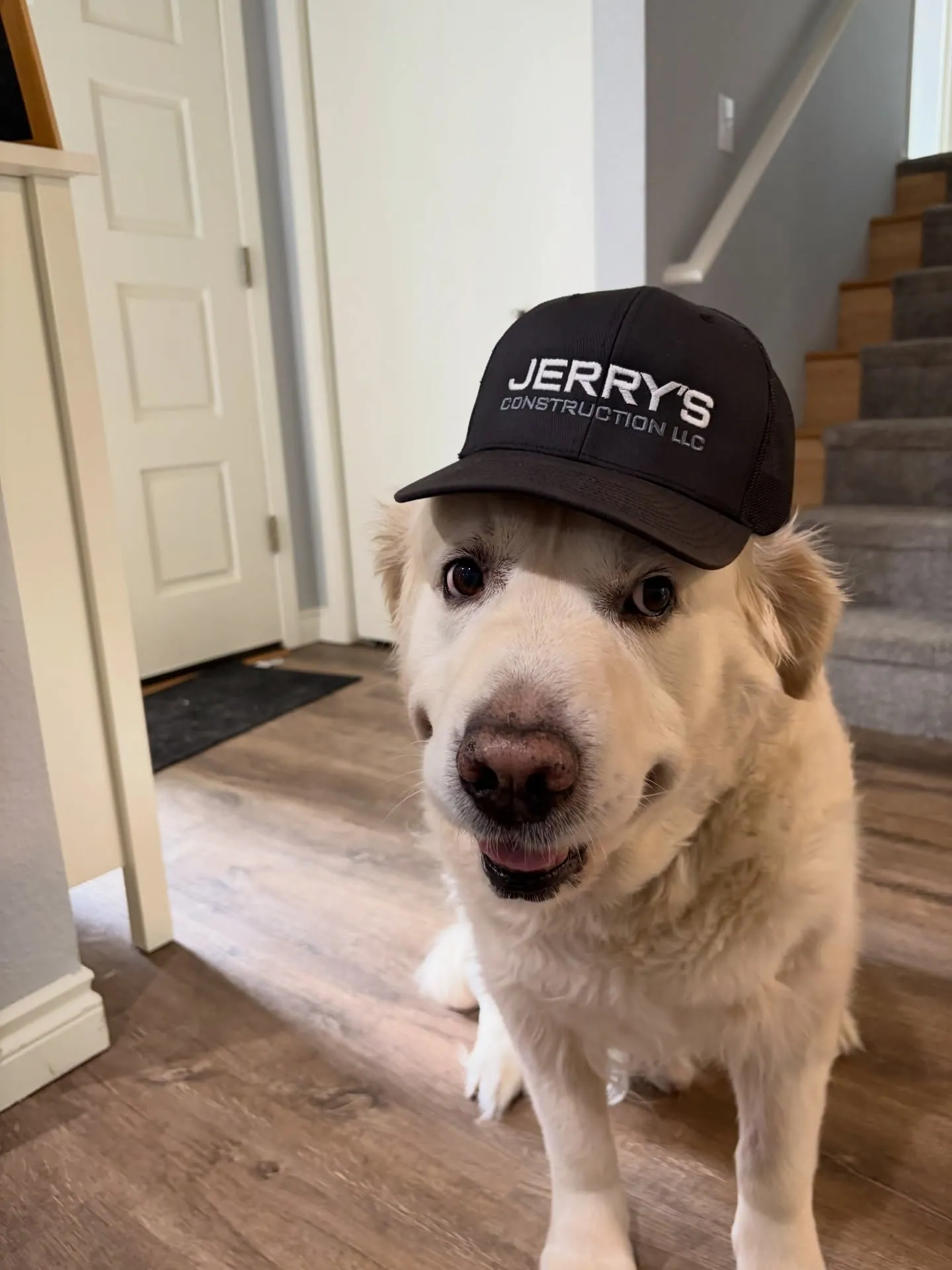 The shop dog wearing a Jerry's Construction cap